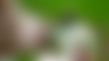 Bachblüten für Hunde – sanfte Hilfe bei Angst, Stress und Verhaltensproblemen