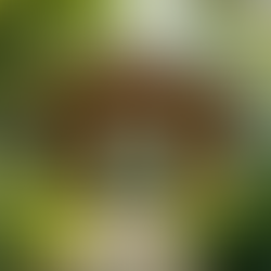 Discover the Benefits of Bamboo Gazebo Options in Delhi