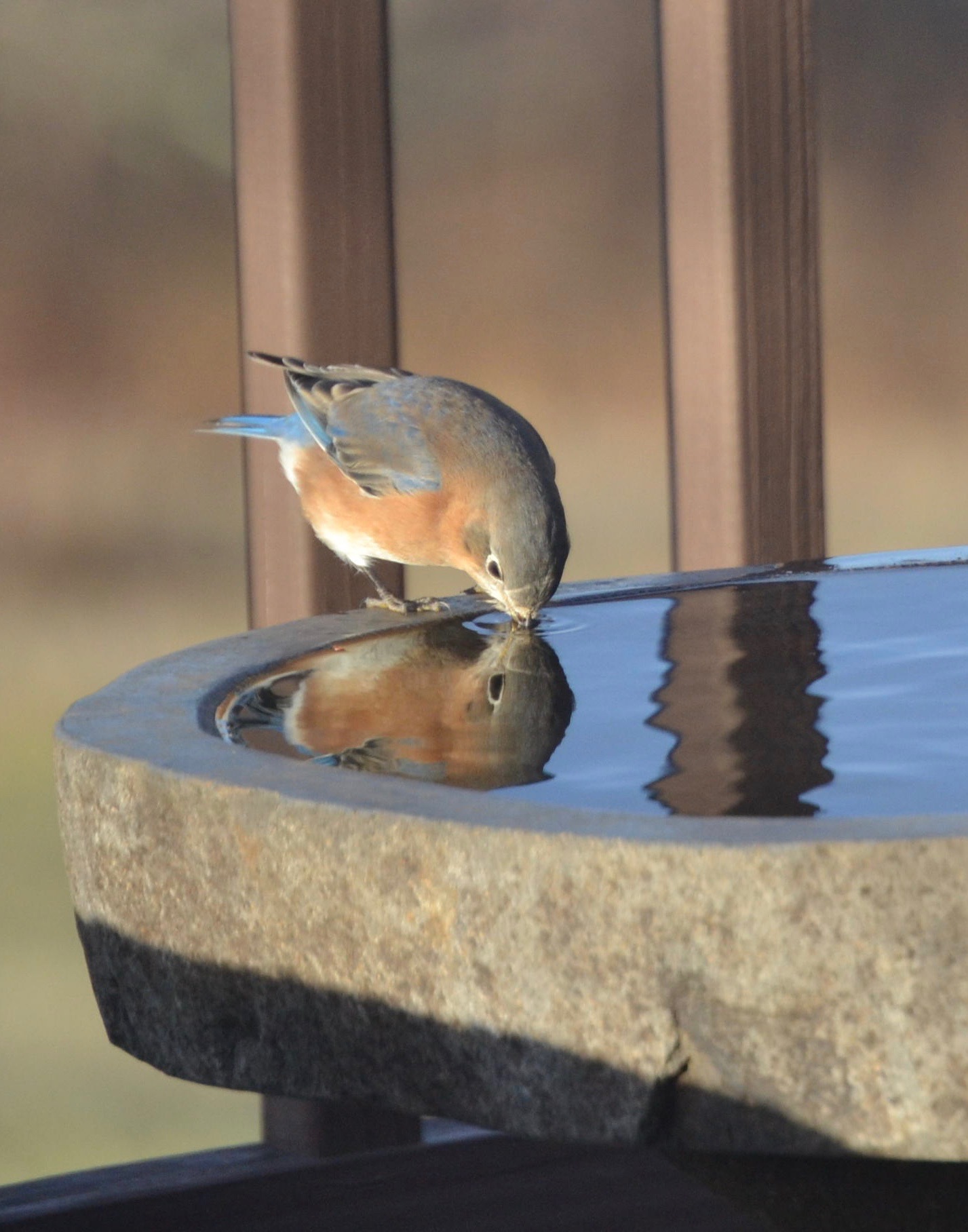 Salvatori, Stephanie-Morning Reflection.