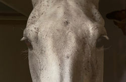 Holdridge, Sherri-Lost in the Details