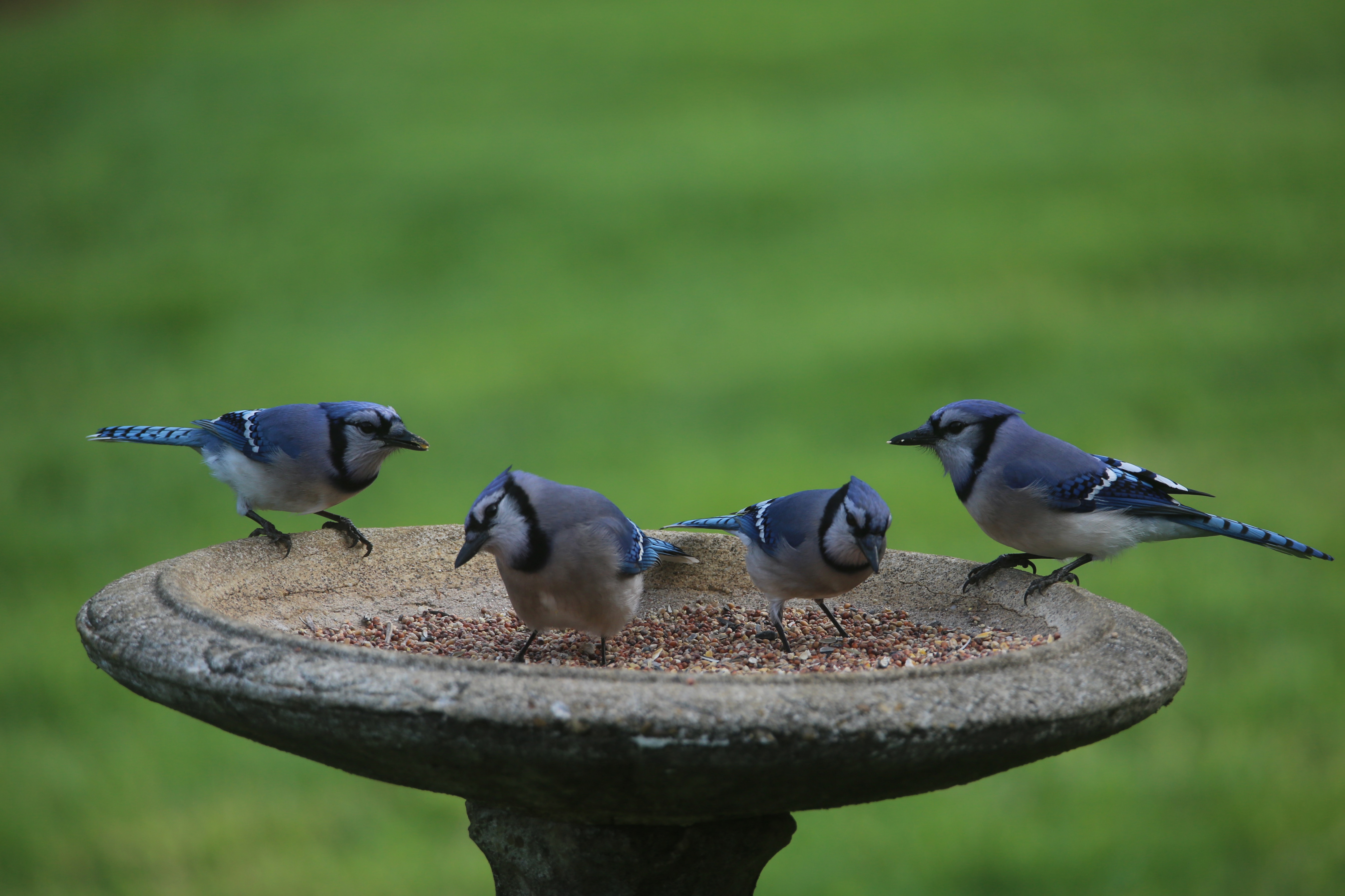 Shervin, Cheri-Bluejays in Feeder