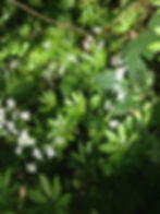 Nature Connection with Laura Waugh, celebrating the Autumn Equinox
