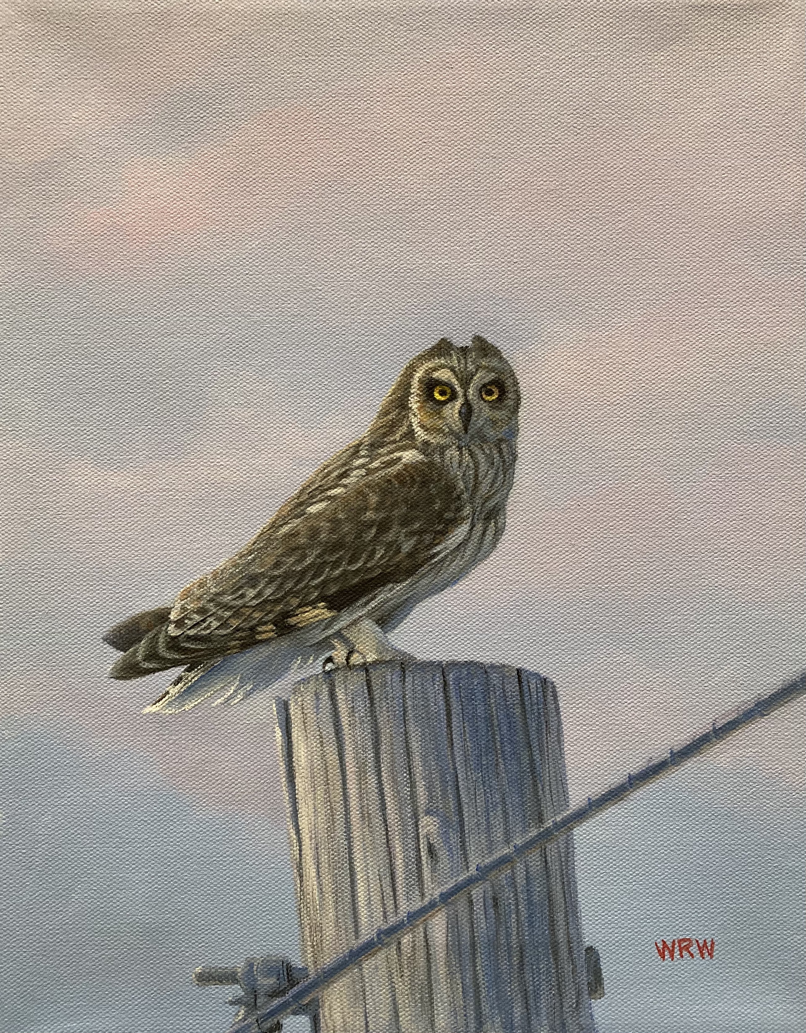 Walsh, William-Short-eared Owl