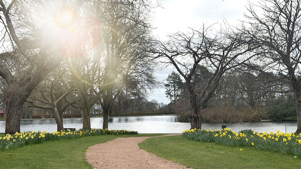 pathwithdaffodils_edited.jpg