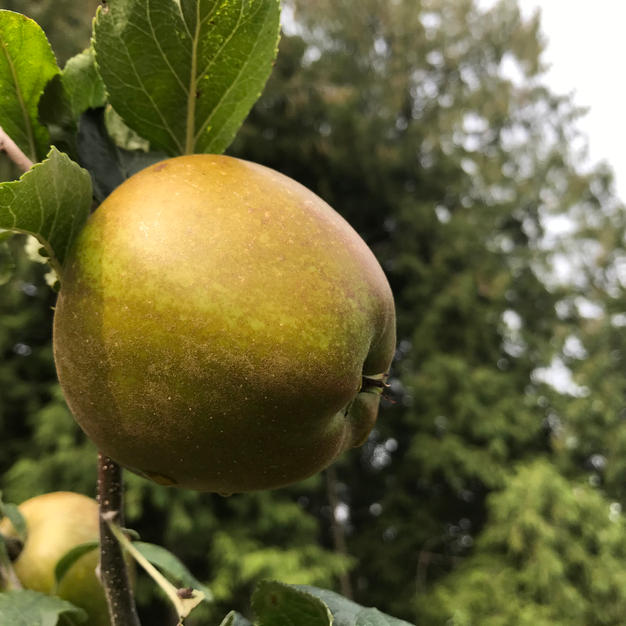Golden Russet