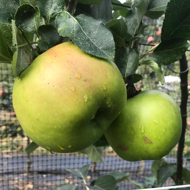 Bramley