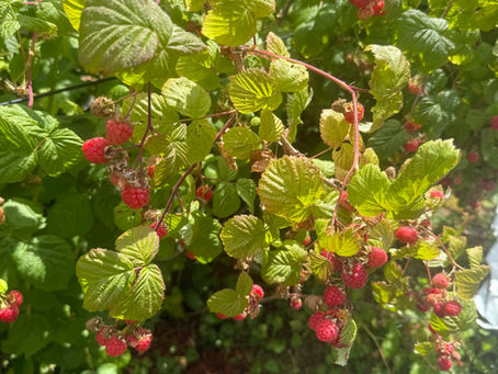 Sunlit picture of raspberries