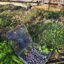 Blueberries