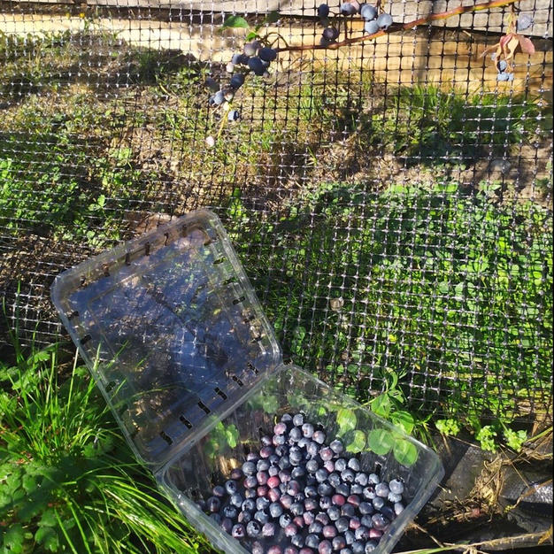 Blueberries