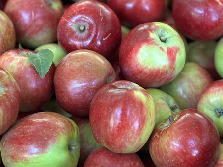 U-pick open for apples and grapes, (limited number of grapes). Open Th-Friday (9-2), and Saturday 10-12.