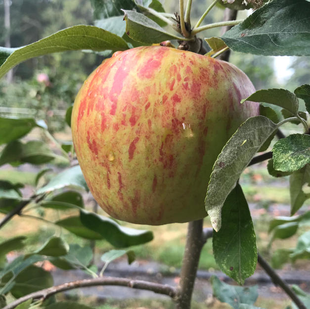 Honeycrisp