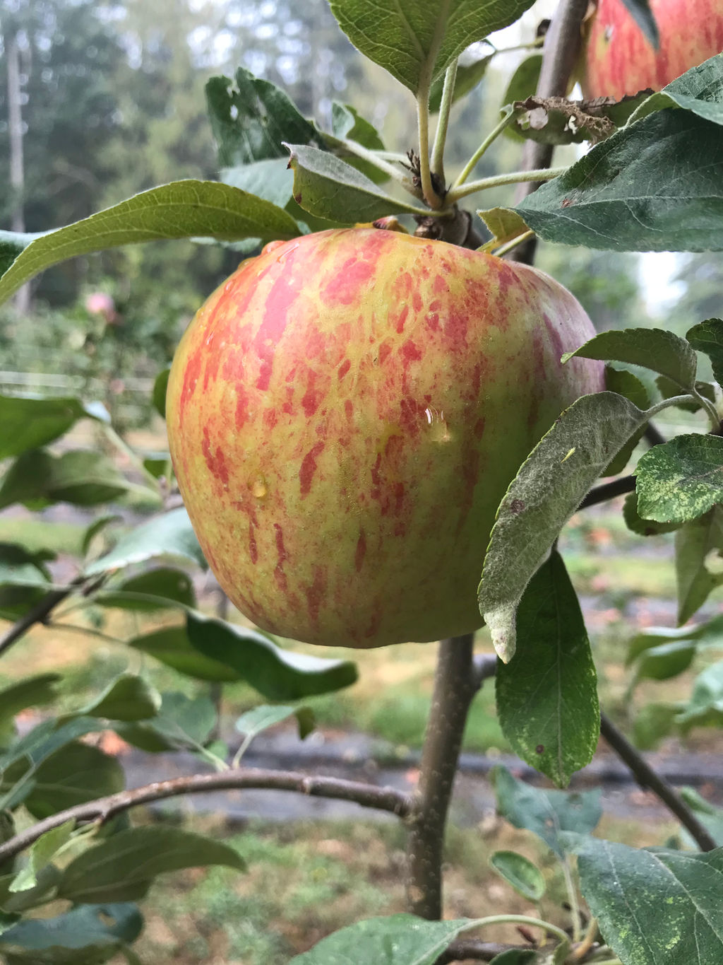 Fruit For Sale Near Me Fruit Forest Farm British Columbia