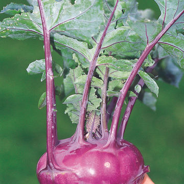 Cavolo Rapa