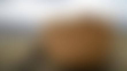 פרשת נח - הרב עודד מזור