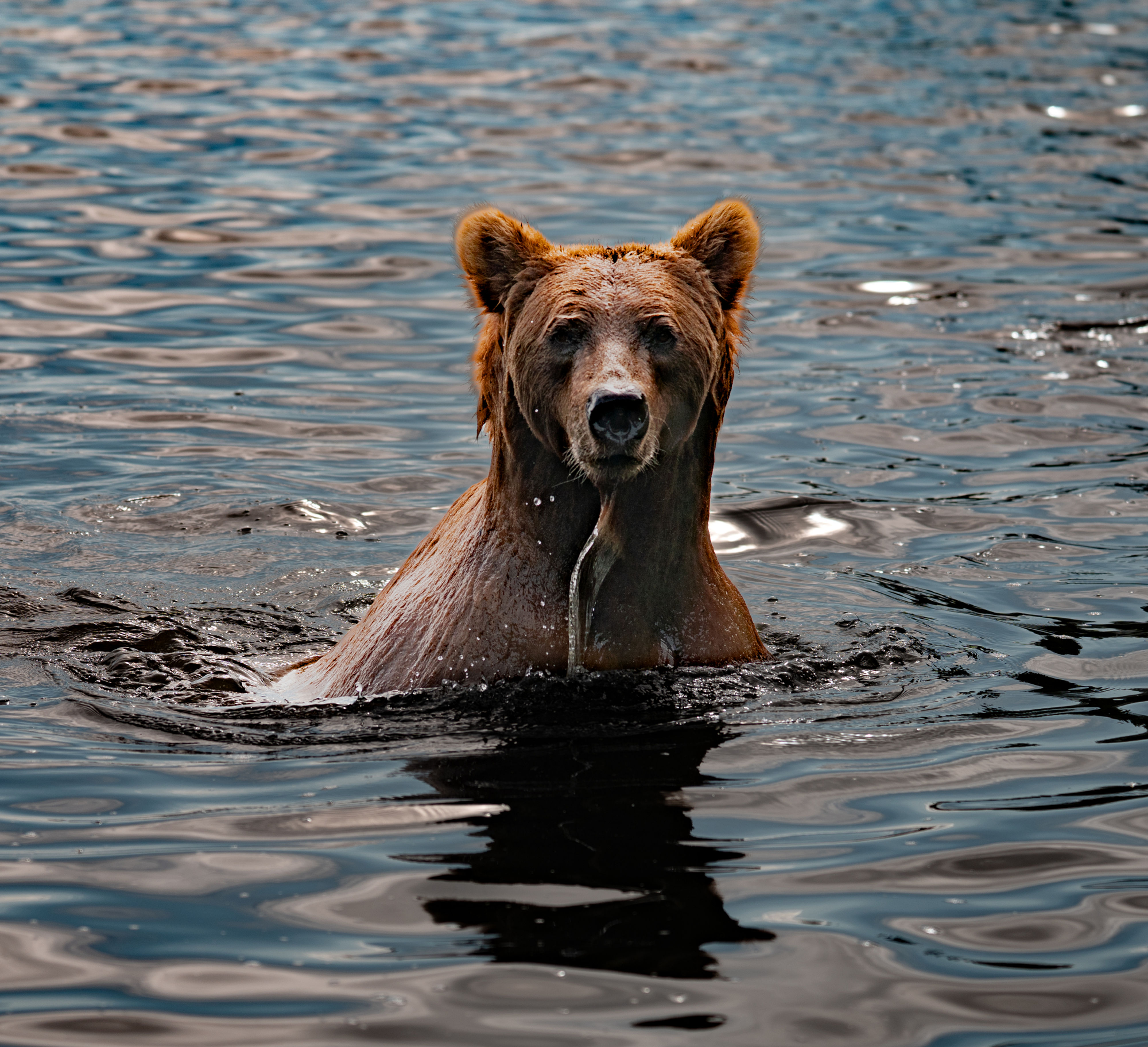 Cocoa on Gator Board