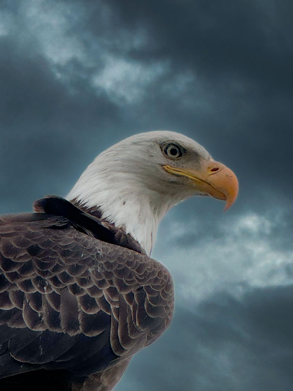 Thumbnail: Eagles - Custom Metal Collection