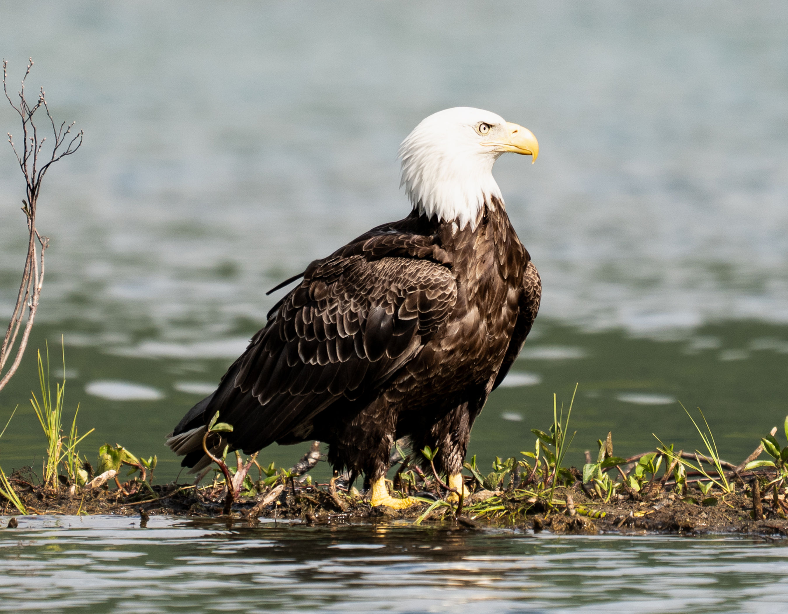 Migisi on Gator Board