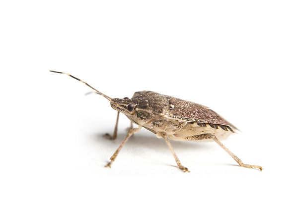 brown-marmorated-stink-bug-on-white-back