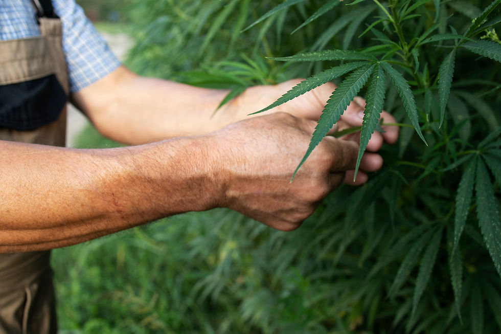 growing-cannabis-hemp-plants-alternative-medicine