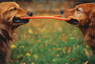 Lawrenceville Medical Center Cat