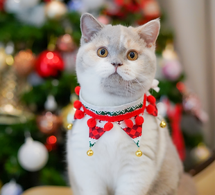 DSC04739 3_edited.png