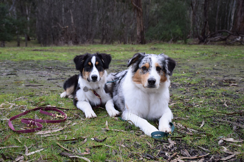 Dog Behaviour Mannered Mutts Dog Behaviour and Training
