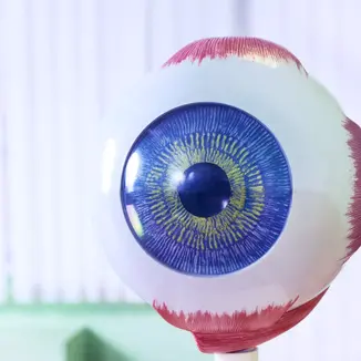 Veterinärmedizin: Innovative 3D-Druck-Modelle revolutionieren Augenuntersuchungen bei Tieren