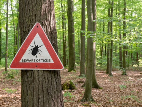Tick Season: How to Avoid Them & What to Do If You Get Bit