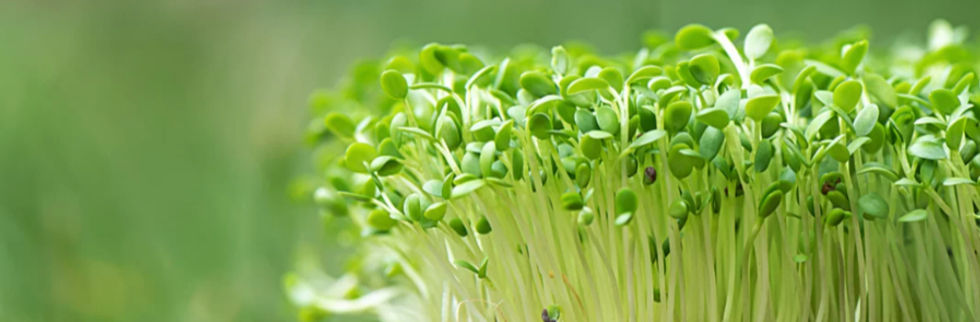 Long microgreens picture for my website_edited.jpg