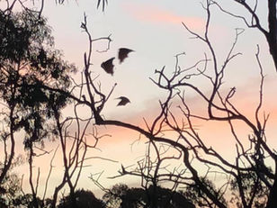 Yarra Bend Park Bats, Urban Day Hike