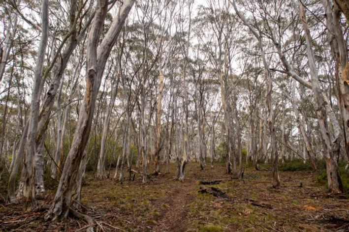 Stockyard Spur Walking Track