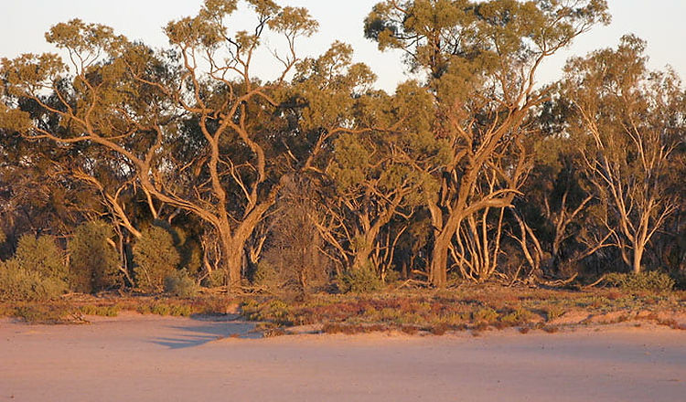 Culgoa Connellys Track Walk