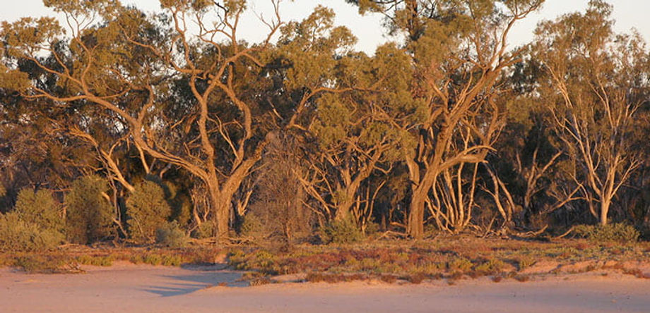 Culgoa Connellys Track Walk