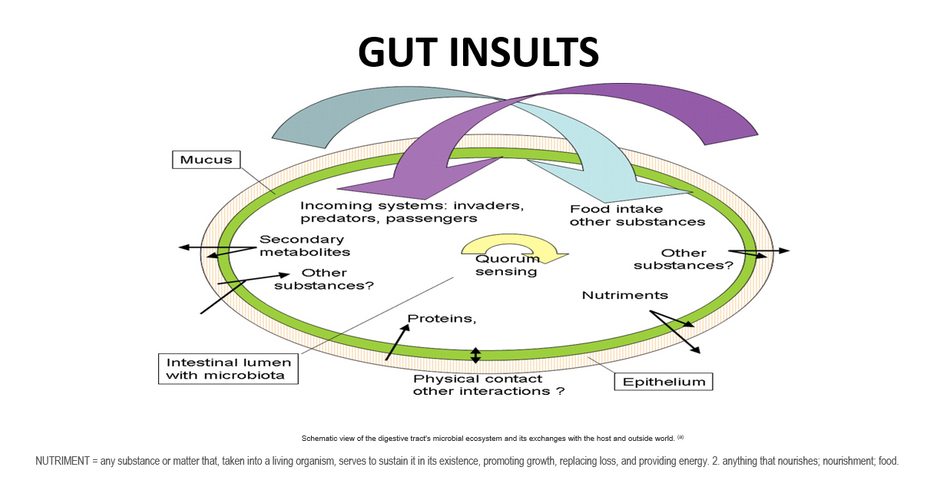 THE HUMAN MICROBIOME - Part 3