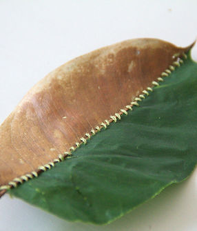 Articular la materia