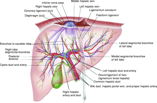 Liver anatomy.gif