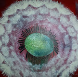 Pusteblume quarder