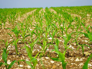 季節の変わり目に注意を