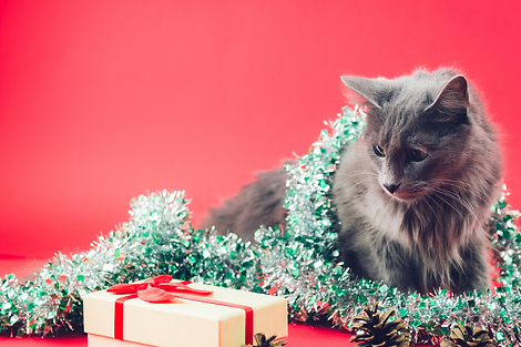 xmas cat.png