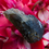 Thumbnail: Buy genuine moldavites online New Zealand.