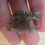Thumbnail: Angel Chime Besednice Jezkovna Moldavite 1.81g