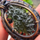 Thumbnail: Moldavite Pendant in copper wire