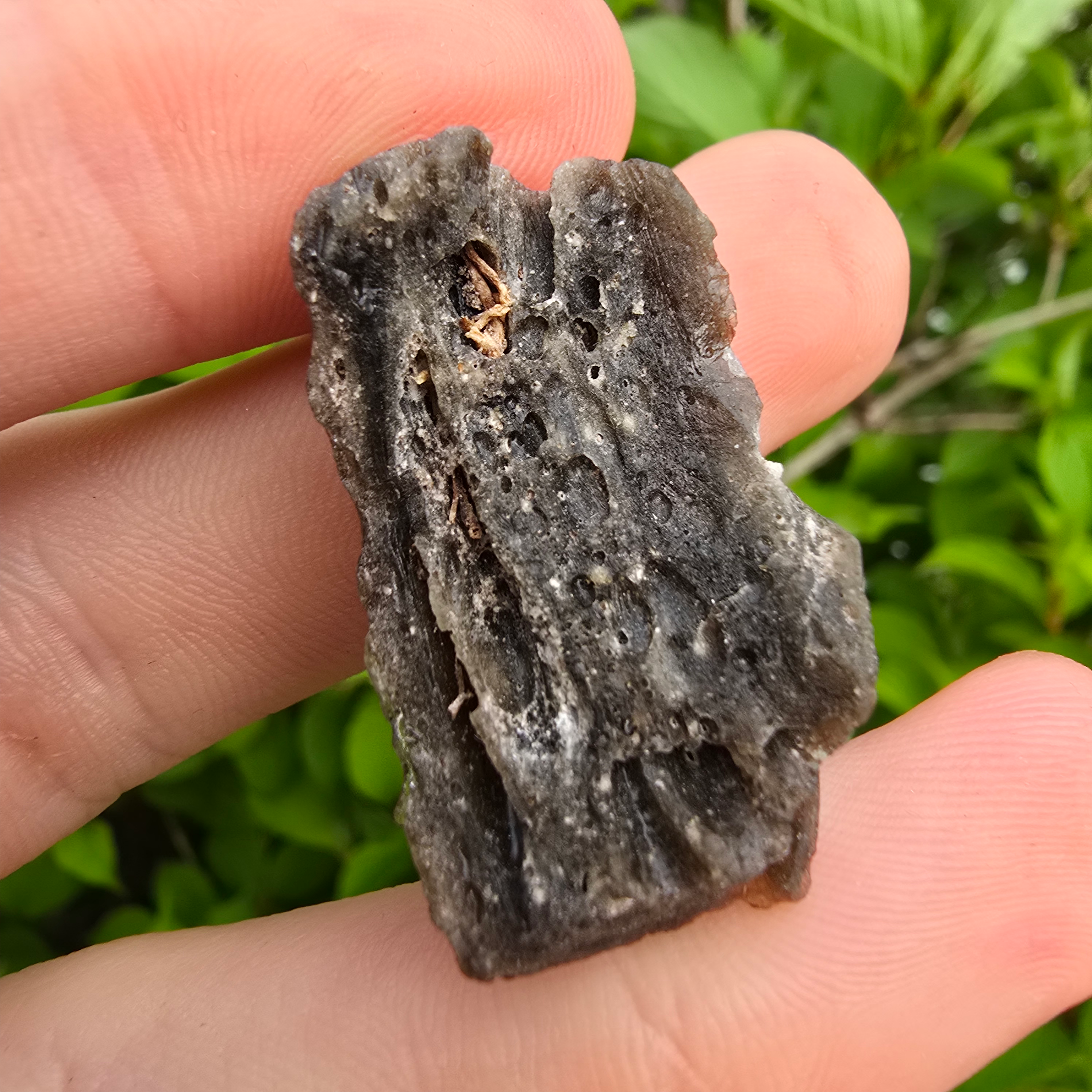 Darwin Glass / Darwinite 5.21g