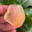 Thumbnail: Libyan Desert Glass 12.43g