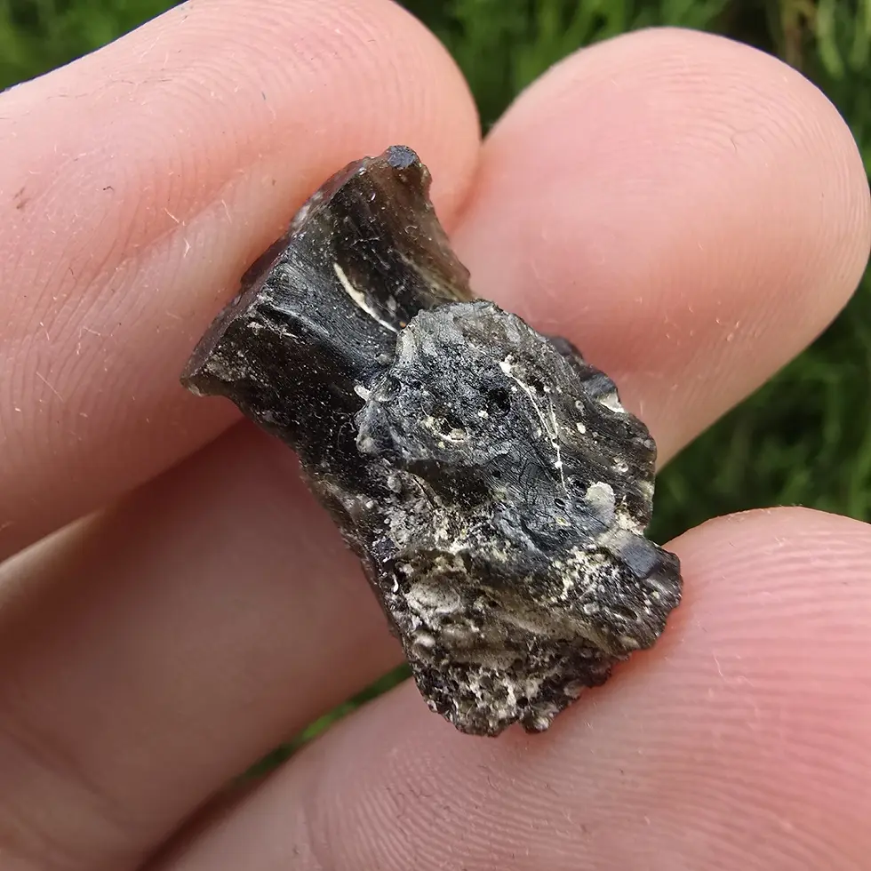 Thumbnail: Darwin Glass/Darwinite 1.71g