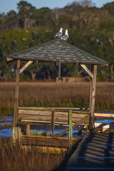 030421seagullcouple_.jpg