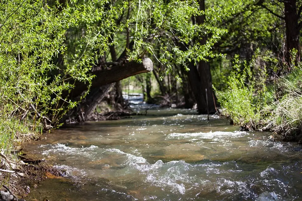 Peaceful forest stream with stone bridge surrounded by green trees, ideal backdrop for fall color foliage map planning in