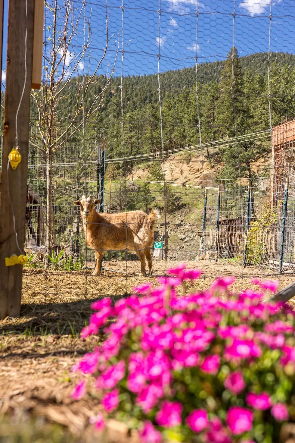 Goat in fenced enclosure with pink flowers and mountain views at Colorado hiking trails property near Boulder in autumn