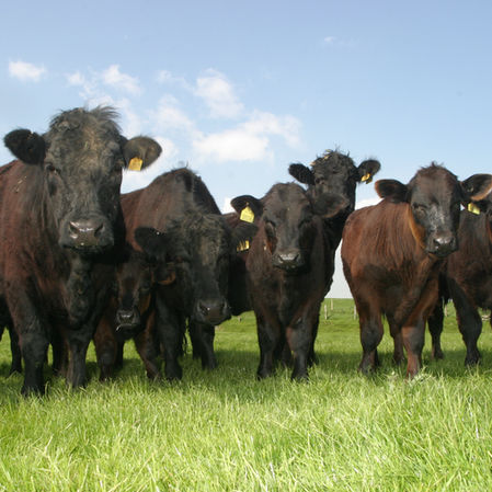 Sustainable food: The Case for Welsh Meat 