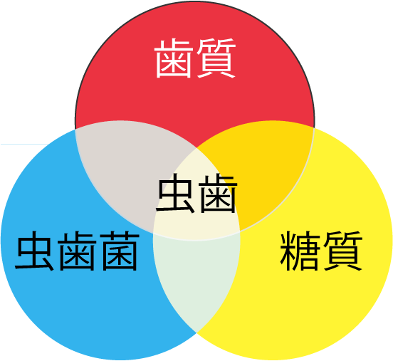 カイスの輪（糖質・歯質。虫歯菌でむし歯になる）